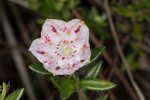 Hairy laurel <BR>Hairy wicky